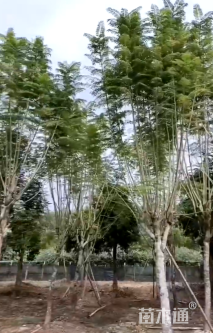 20公分蓝花楹