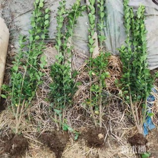 高度155厘米丛生北海道 多分枝北海道黄杨
