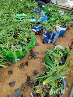 高度10厘米鸢尾