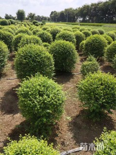 冠幅80厘米小叶女贞球