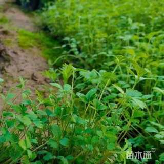 高度15厘米蛇莓