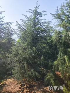 高度700厘米雪松