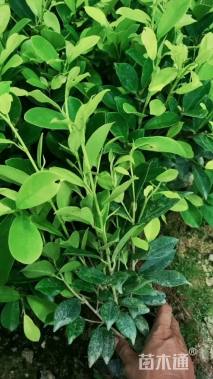 高度35厘米黄榕