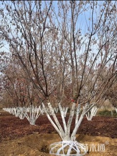 高度800厘米丛生茶条槭