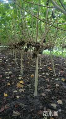 高度300厘米木芙蓉