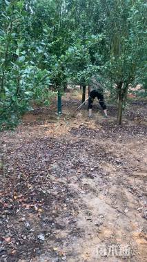 10公分西府海棠