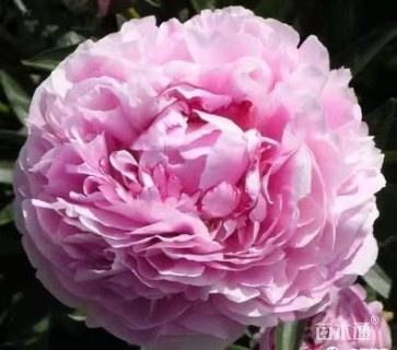 高度30厘米芍药