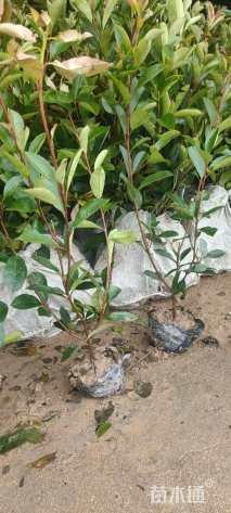 冠幅80厘米红叶石楠球