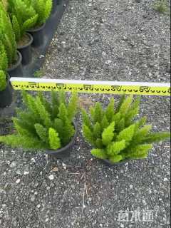 高度35厘米狐尾天门冬