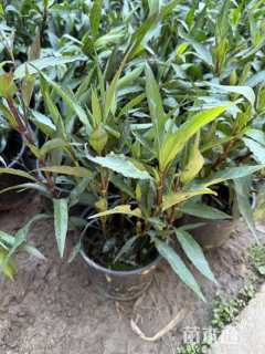 高度35厘米翠芦莉