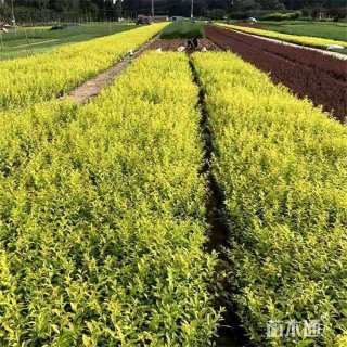高度40厘米金叶水蜡