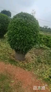 高度120厘米非洲茉莉球