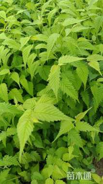 高度60厘米棣棠