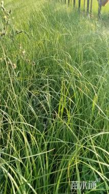 高度25厘米蒲苇