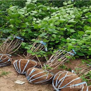 高度300厘米丛生丁香