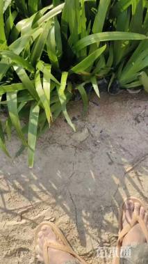 高度30厘米燕尾兰