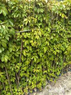 150厘米五叶地锦