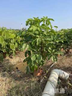 高度100厘米澳洲鸭脚木