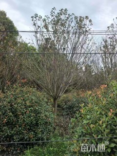 15公分日本晚樱