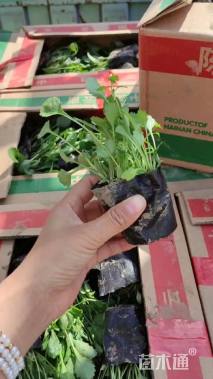 高度20厘米大滨菊