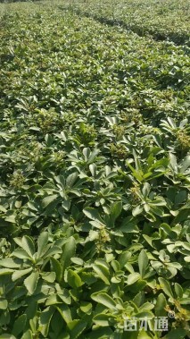 高度20厘米三七景天