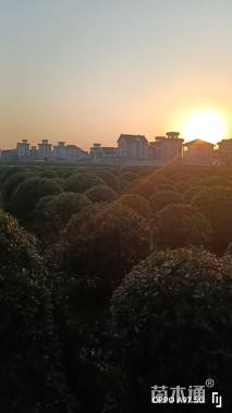 冠幅100厘米海桐球