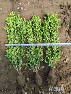 高度40厘米瓜子黄杨