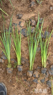 高度60厘米马莲