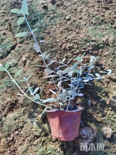 高度15厘米灌从石蚕