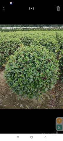 冠幅120厘米红叶石楠球