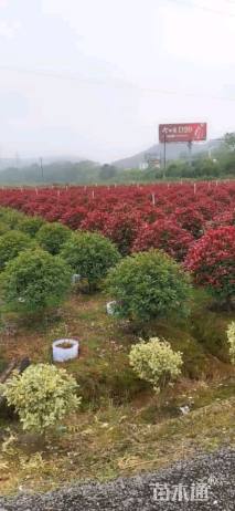 冠幅120厘米红叶石楠球