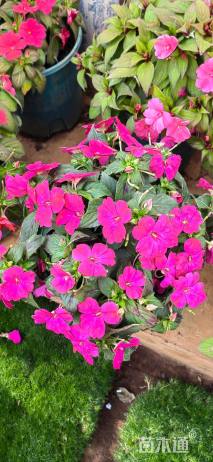 高度30厘米凤仙花