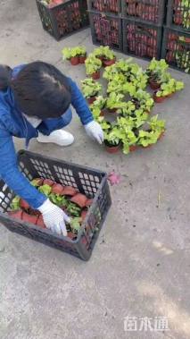 高度20厘米矾根