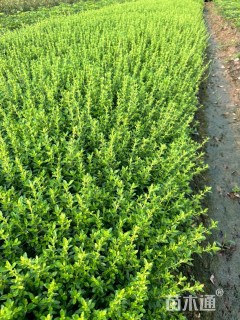 高度35厘米六月雪小苗
