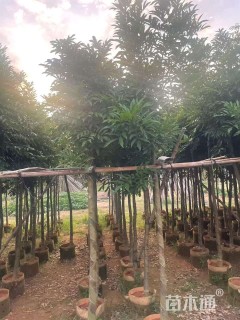 12公分海南红豆