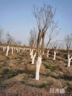 12公分红火箭紫薇