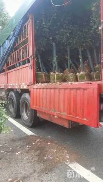 高度20厘米月季小苗