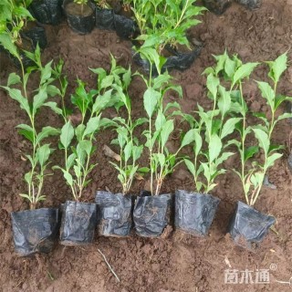 高度35厘米红王子锦带