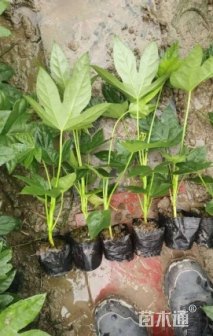 高度30厘米金叶女贞小苗