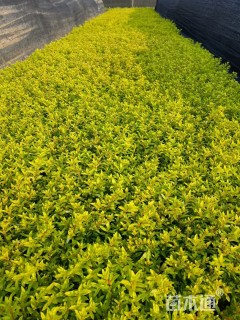 高度20厘米金叶满天星