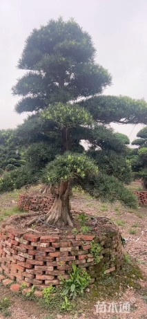 28公分日本罗汉松