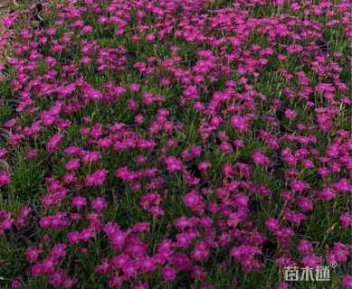 高度20厘米欧石竹