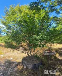 高度250厘米丛生日本红枫