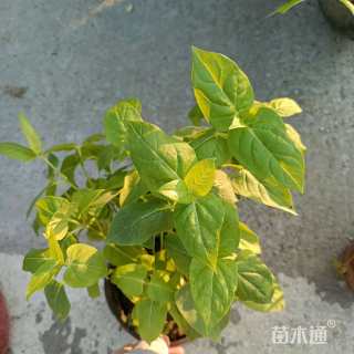 高度10厘米紫茉莉
