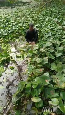 高度20厘米萍蓬草