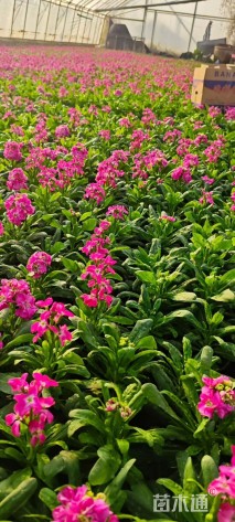 高度19厘米紫罗兰