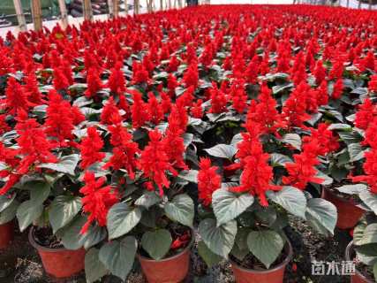 高度20厘米一串红