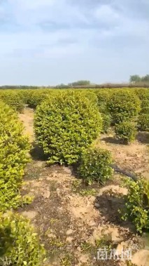 高度80厘米金叶女贞