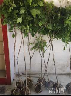 300厘米多花紫藤