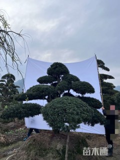 容器苗造型罗汉松